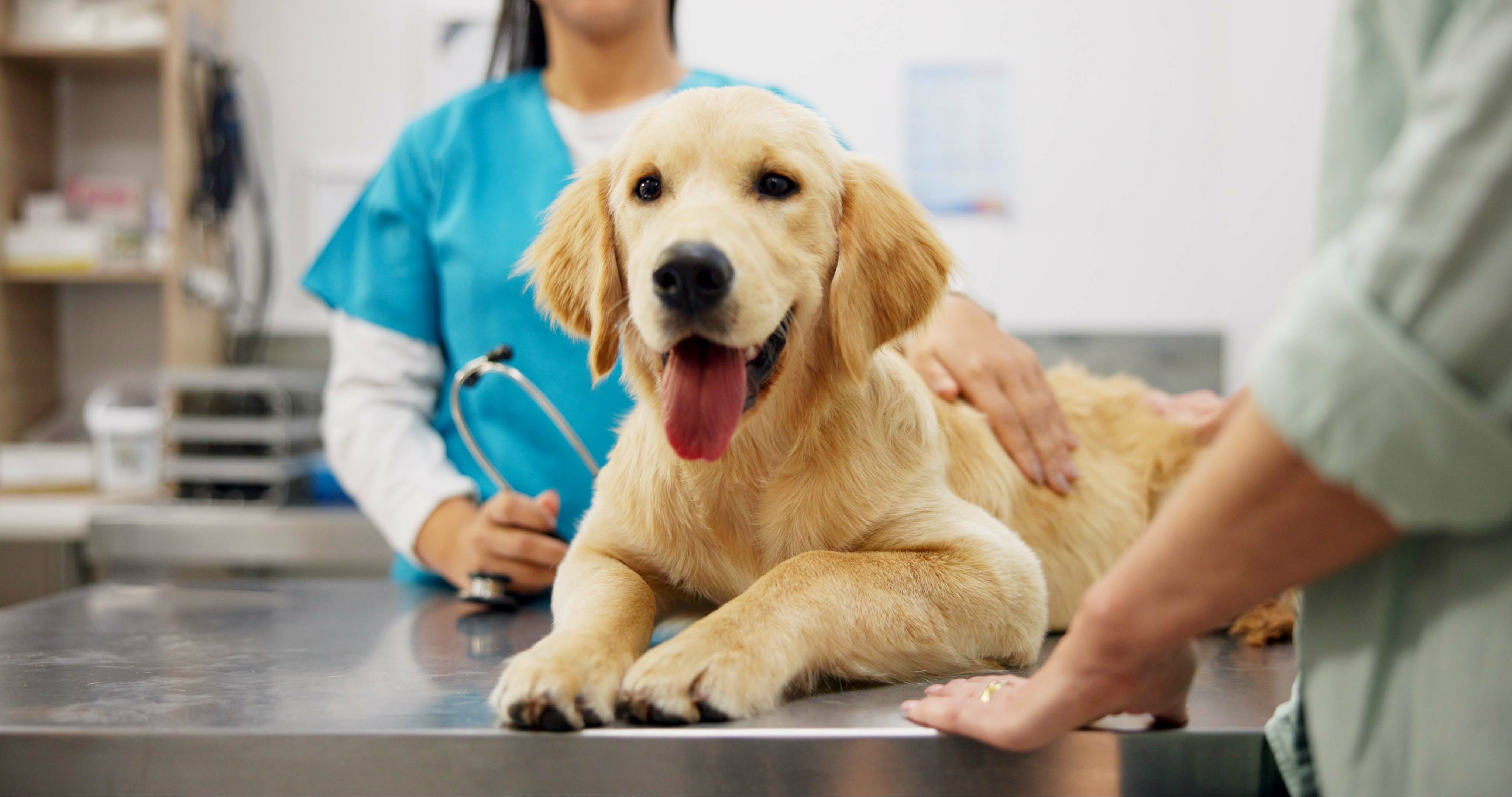 Golden retriever bij de dierenarts. In dit artikel gaan we in op de vraag: is een dierenverzekering nodig als huisdiereigenaar?