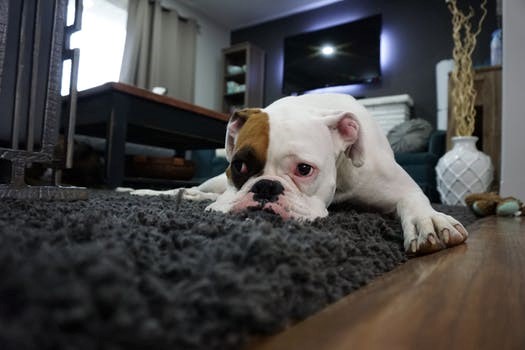 Afbeelding van een hond die op een kleed ligt